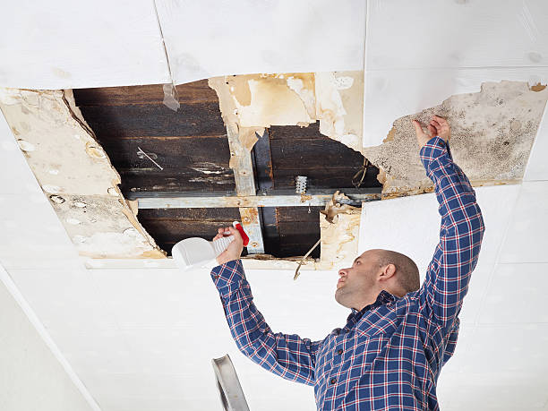 Best Mold Odor Removal Services  in Norwood, PA